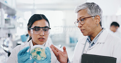 Buy stock photo Science, people and communication with petri dish in laboratory for medical research, experiment and practical exam. Girl, woman and biochemistry internship and discussion on study and analysis.