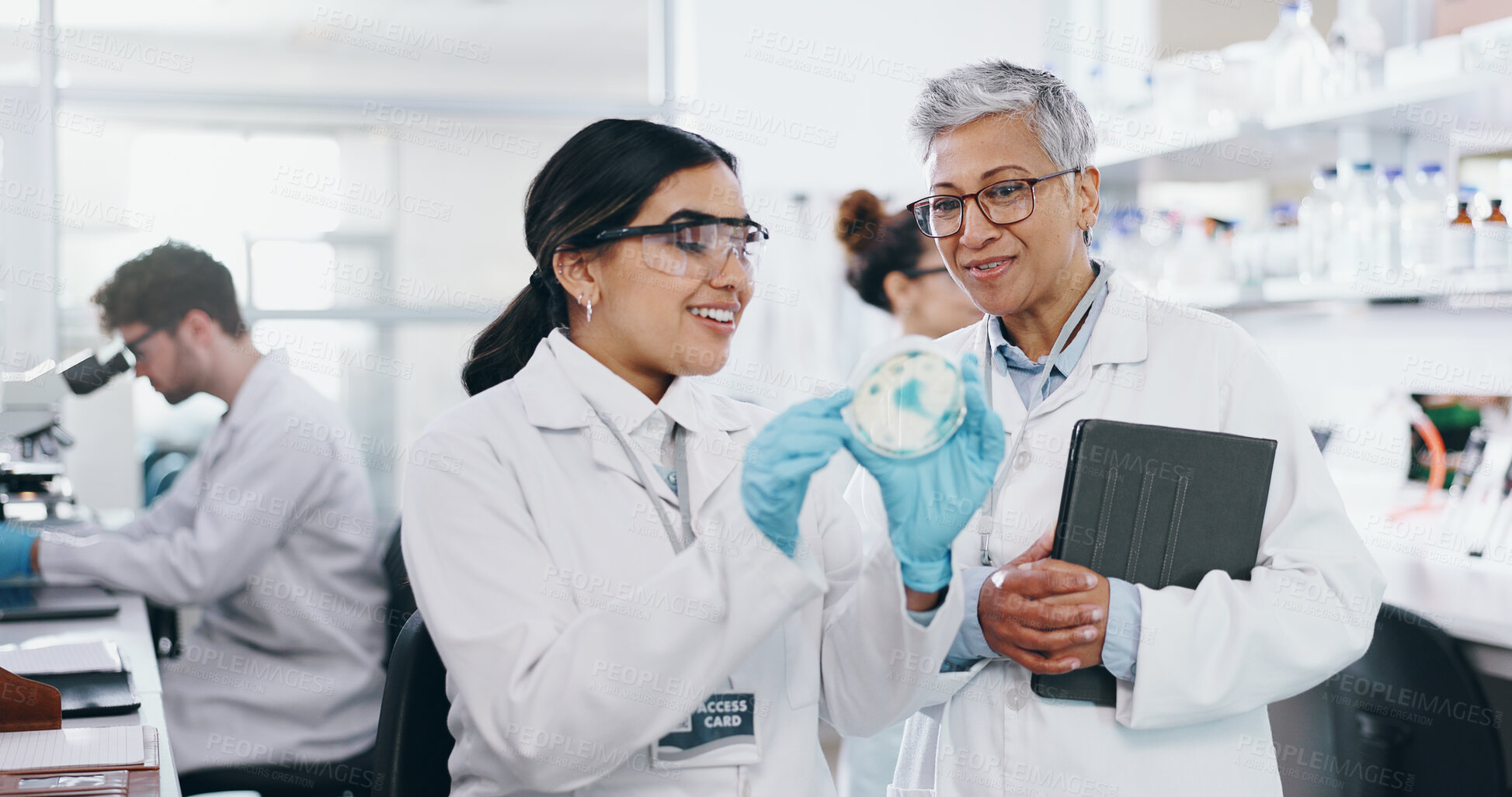 Buy stock photo Science, people and talking with petri dish in laboratory for medical research, experiment and practical exam. Girl, woman and biochemistry internship and discussion on study and clinical analysis.