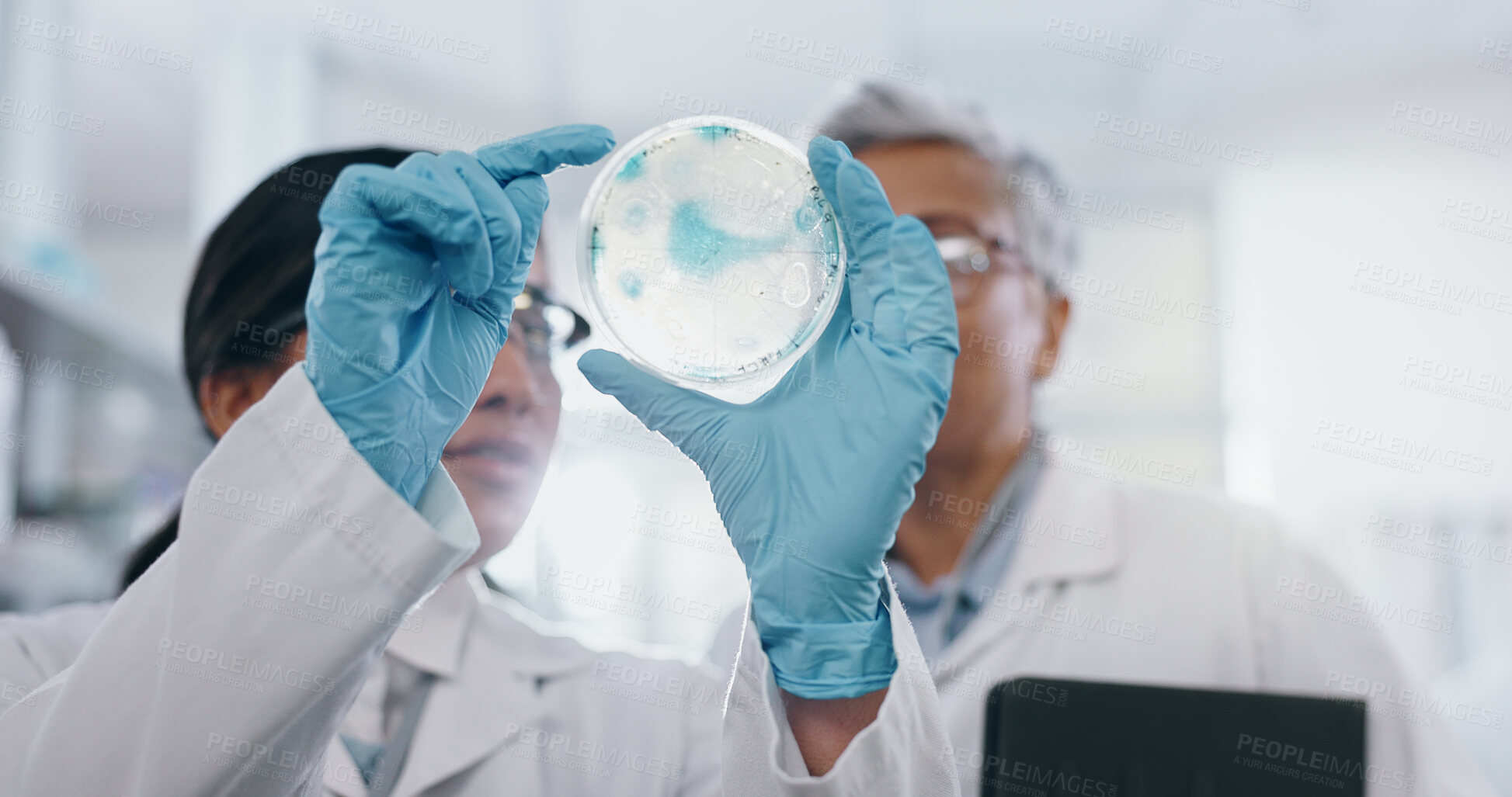 Buy stock photo Science, people and research with petri dish in laboratory for medical study, experiment and practical exam. Girl, woman and biochemistry internship and communication on test and clinical analysis.