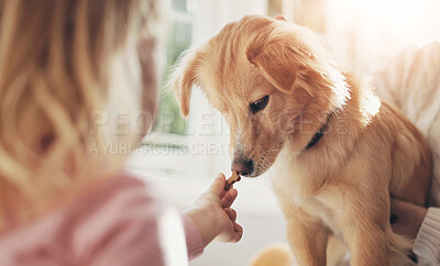 Buy stock photo Child, feeding and dog with food for snack, treat or meal for bonding, training or animal care at home. Kid, hand and hungry pet with smell or bite for puppy love, trust or support together at house