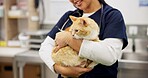 Cat, hands and veterinarian in animal clinic for healthcare, medical or pet treatment. Consulting, doctor and medicine with professional person in hospital for insurance or veterinary recovery