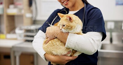 Buy stock photo Cat, hands and veterinarian in animal clinic for healthcare, medical or pet treatment. Consulting, doctor and medicine with professional person in hospital for insurance or veterinary recovery