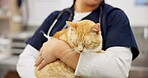 Cat, hands and veterinarian in clinic for animal welfare, medical or pet treatment. Doctor, healthcare and medicine with professional person in hospital for consulting or veterinary recovery