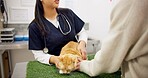 Vet, cat and woman for checkup in clinic with conversation, assessment and medical exam for animal services. People, doctor and pet advice for discussion, healthcare and neutered for surgery feedback