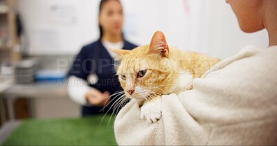 Buy stock photo Woman, cat and vet for checkup in clinic with conversation, assessment and medical exam for animal services. People, doctor and pet advice for discussion, healthcare and neutered for surgery feedback