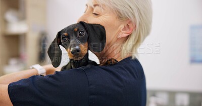 Buy stock photo Mature woman, doctor and dog for healthcare or medical checkup, consultation and vaccine. Clinic, veterinarian and animal or pet with help for medicine with support, care and welfare with dachshund