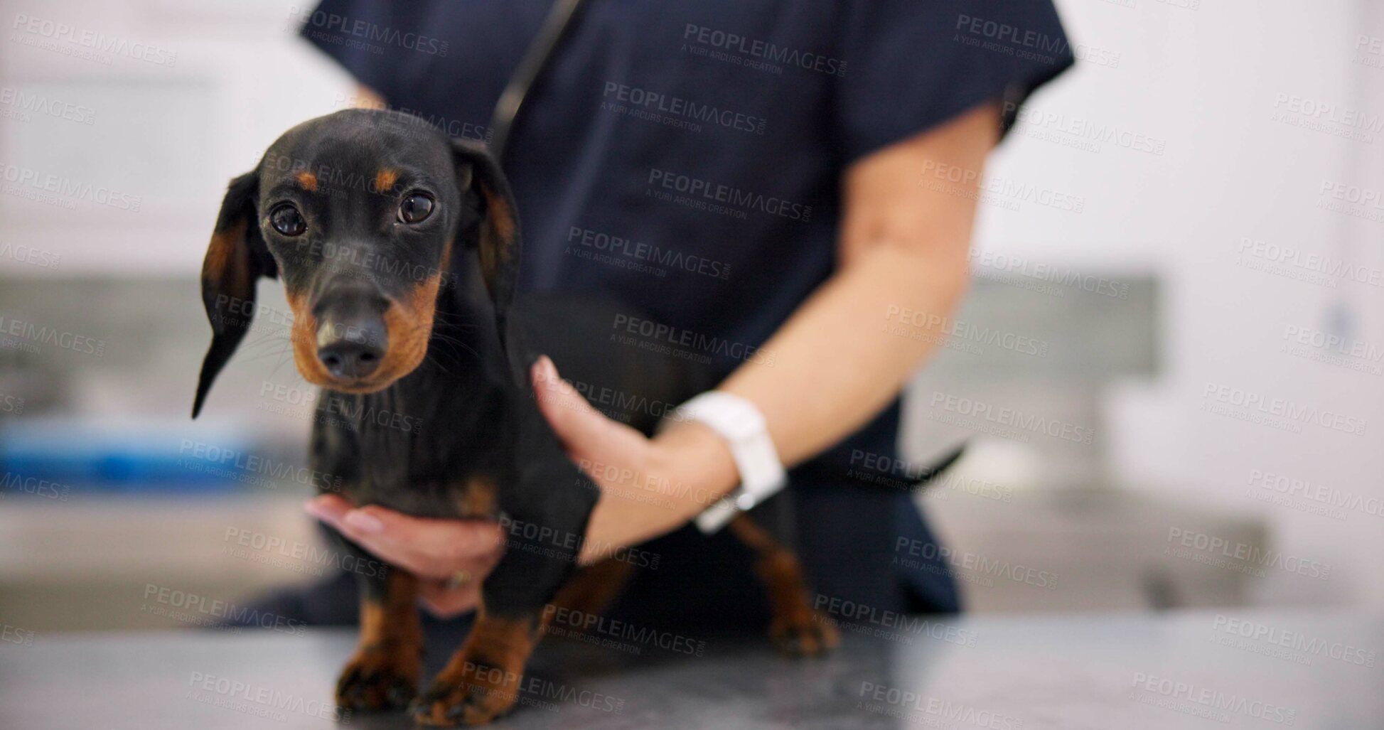 Buy stock photo Hands, clinic and dog with doctor for healthcare or medical checkup, consultation and vaccine. Person, veterinarian and animal on portrait for medicine in tablet with support, care and welfare