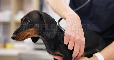 Buy stock photo Hands, dog and doctor with stethoscope for healthcare or medical checkup, consultation and vaccine. Person, veterinarian and sick animal or dachshund for medicine with support and welfare at clinic