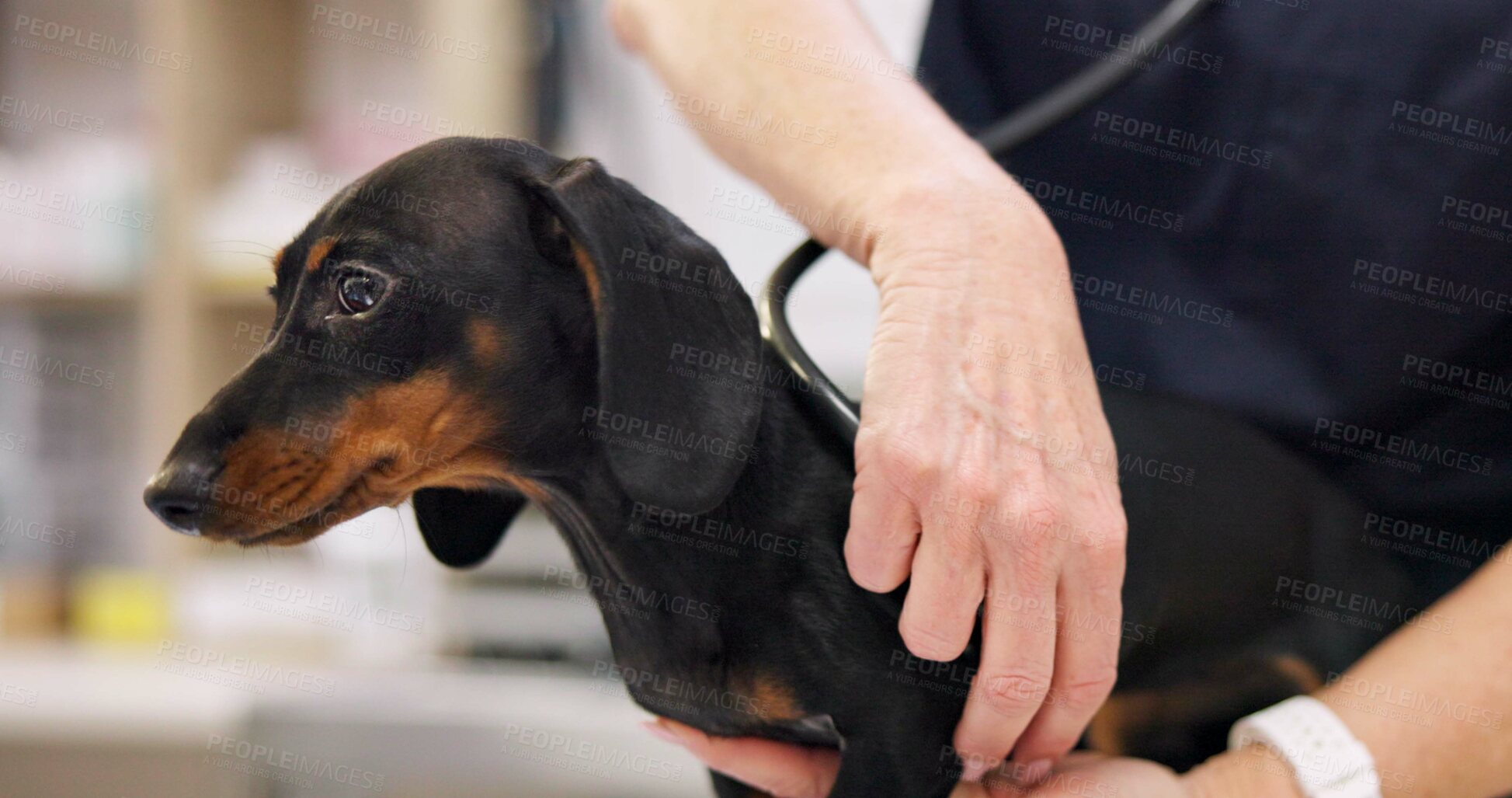 Buy stock photo Hands, dog and doctor with stethoscope for healthcare or medical checkup, consultation and vaccine. Person, veterinarian and sick animal or dachshund for medicine with support and welfare at clinic