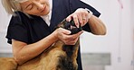 Mature, doctor and dog examine in clinic, oral and canine healthcare with animal patient in pet hospital. Dental disease, wellness and woman veterinarian or check gums, bite alignment and veterinary