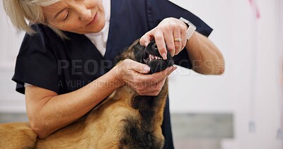 Buy stock photo Mature, doctor and dog examine in clinic, oral and canine healthcare with animal patient in pet hospital. Dental disease, wellness and woman veterinarian or check gums, bite alignment and veterinary