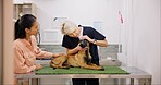 Mature, doctor and dog in hospital with owner, examine and check eyes in veterinarian clinic. Pupil response, conjunctiva and tear production with woman, healthcare and wellness with pet insurance