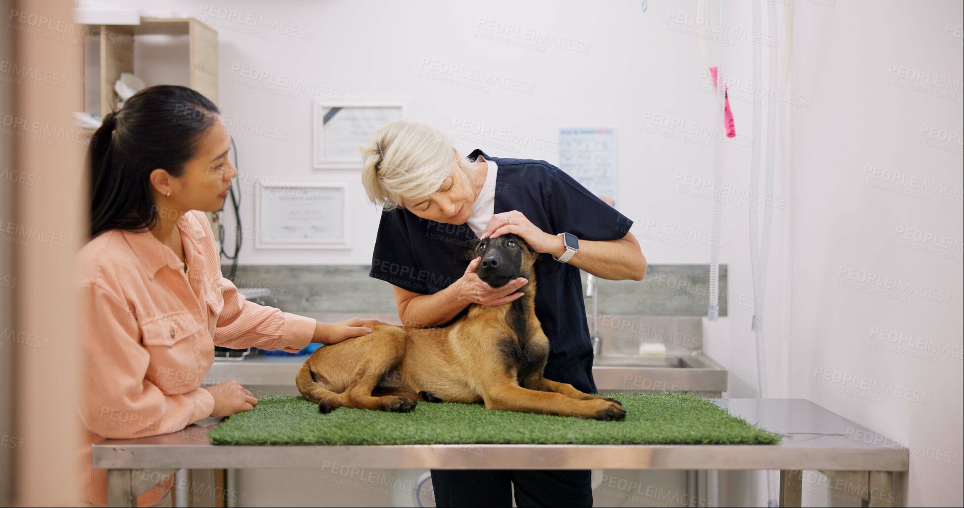 Buy stock photo Mature, doctor and dog in hospital with owner, examine and check eyes in veterinarian clinic. Pupil response, conjunctiva and tear production with woman, healthcare and wellness with pet insurance