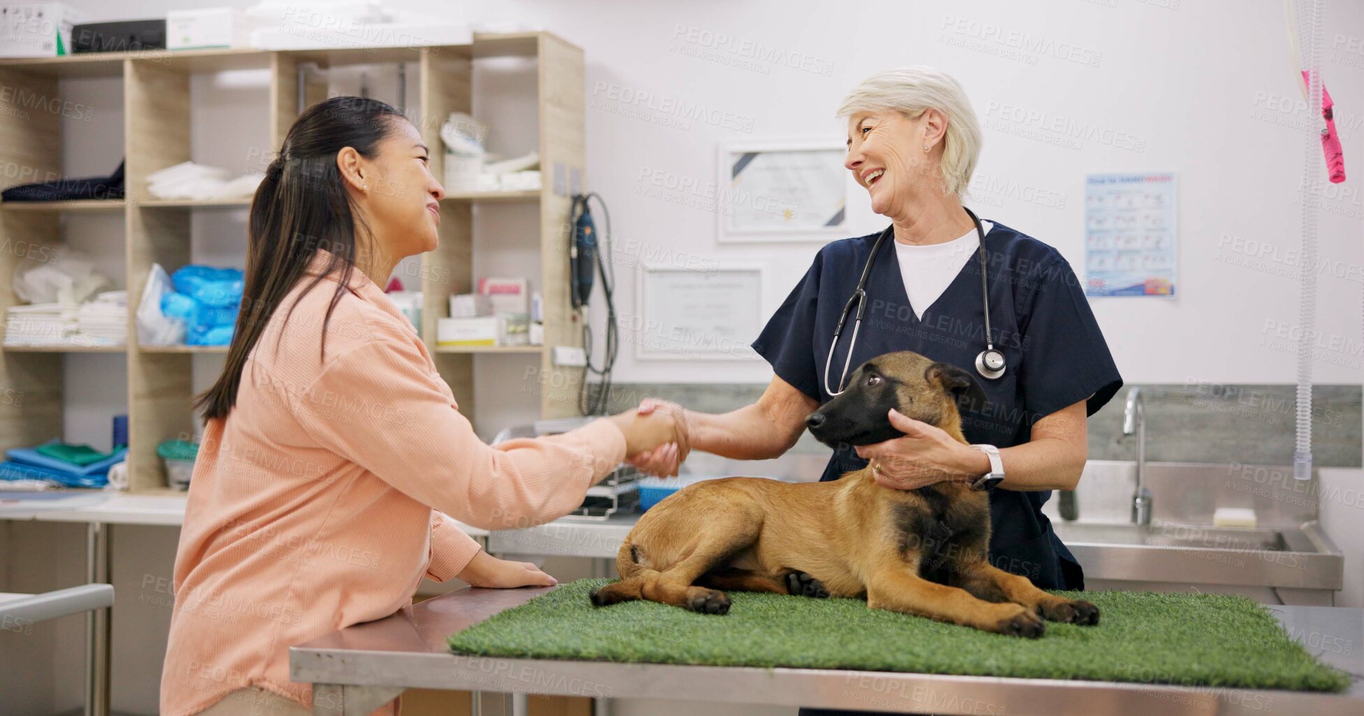 Buy stock photo Veterinarian, handshake and woman with dog in clinic, happy and thank you gesture with owner. Pet insurance, animal healthcare and support for medical service, german shepherd and shaking hands