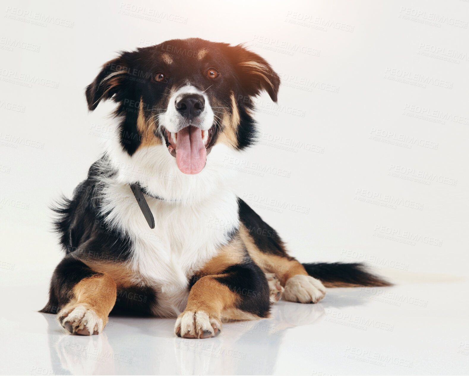 Buy stock photo Relax, cute and portrait of dog in studio for pet care, healthy animal adoption and tongue out. Border Collie, loyalty and happy face of calm puppy with obedience, discipline and white background