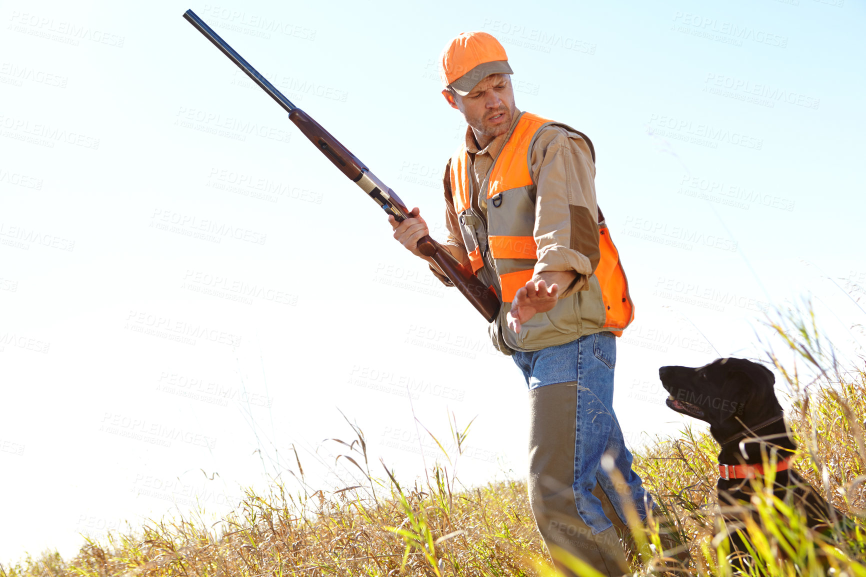 Buy stock photo Man, dog and outdoor for hunting danger, stop and safety together in nature for training. Mature person, pet animal and hunter support in field to guide in woods, partnership and tracking in sports