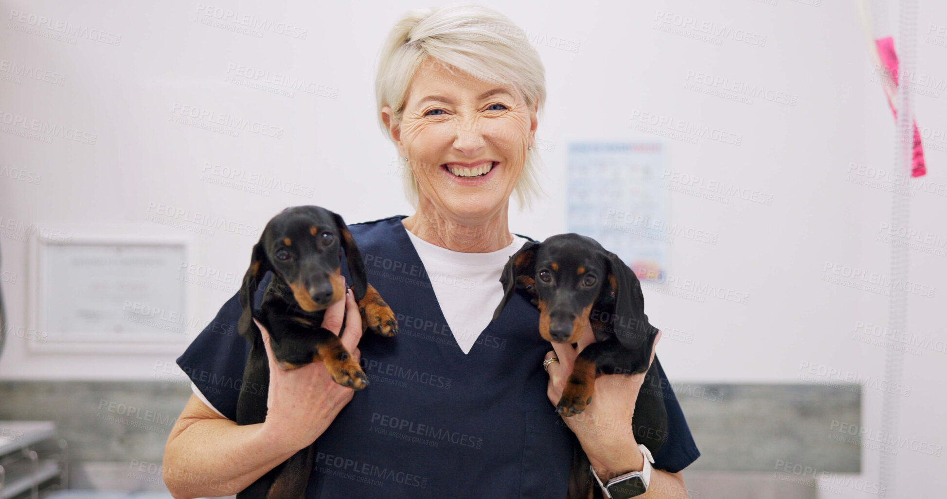 Buy stock photo Mature, woman and veterinarian portrait with puppy, professional and animal doctor for wellness service. Pet insurance, happy and healthcare with employee, trust and smile for support with scrubs