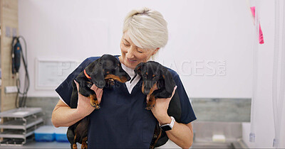 Buy stock photo Mature woman, doctor and smile with dogs for healthcare or medical checkup, consultation and vaccine. Clinic, veterinarian and happy with animal or pet for medicine with support, care and welfare