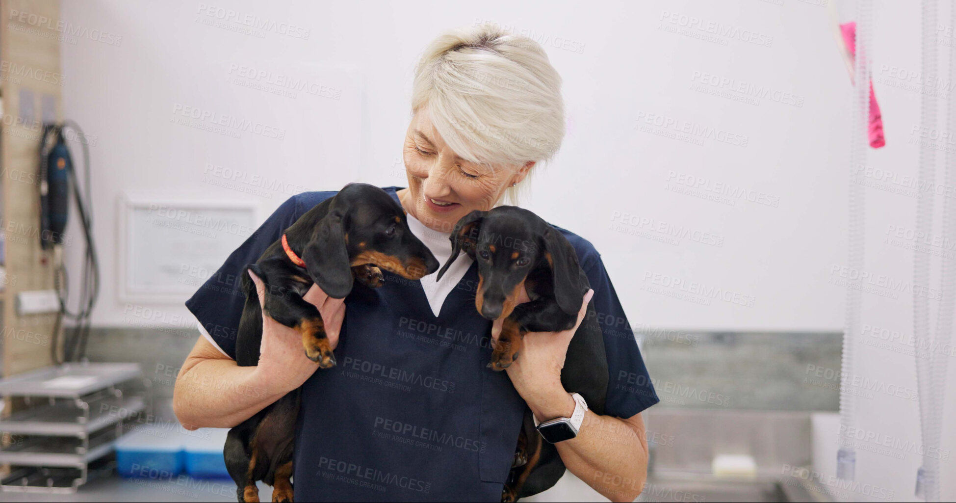 Buy stock photo Mature woman, doctor and smile with dogs for healthcare or medical checkup, consultation and vaccine. Clinic, veterinarian and happy with animal or pet for medicine with support, care and welfare