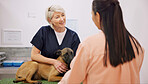 Healthcare, dog and vet with woman owner for consultation, visit or pet insurance. Animal, wellness and mature veterinarian with client for advice, conversation or medical assessment in clinic