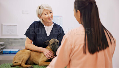 Buy stock photo Healthcare, dog and vet with woman owner for consultation, visit or pet insurance. Animal, wellness and mature veterinarian with client for advice, conversation or medical assessment in clinic