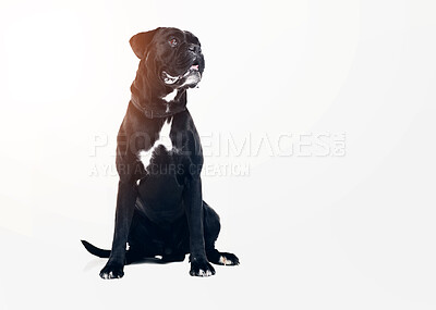 Buy stock photo Closeup of a black dog wearing a collar isolated against white studio background. Copy space, a purebred boxer canine standing alone looking cute and curious. Well behaved and loyal canine waiting