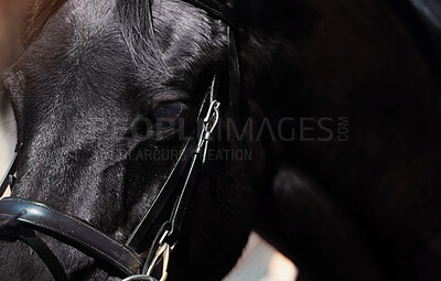 Buy stock photo Closeup image of a brown horse fitted with a bridle