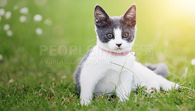 Buy stock photo Nature, animal and cat playing in grass at an outdoor garden or park with pink collar and leaves. Cute, adorable and small kitten feline pet having fun in sunlight on a field in countryside.