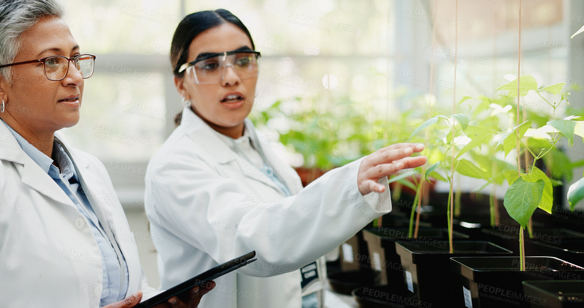 Buy stock photo Research, science and teamwork with tablet, plants and collaboration for medical pharmaceuticals. Women, employees and researchers with technology, study or digital app for gmo results or agriculture