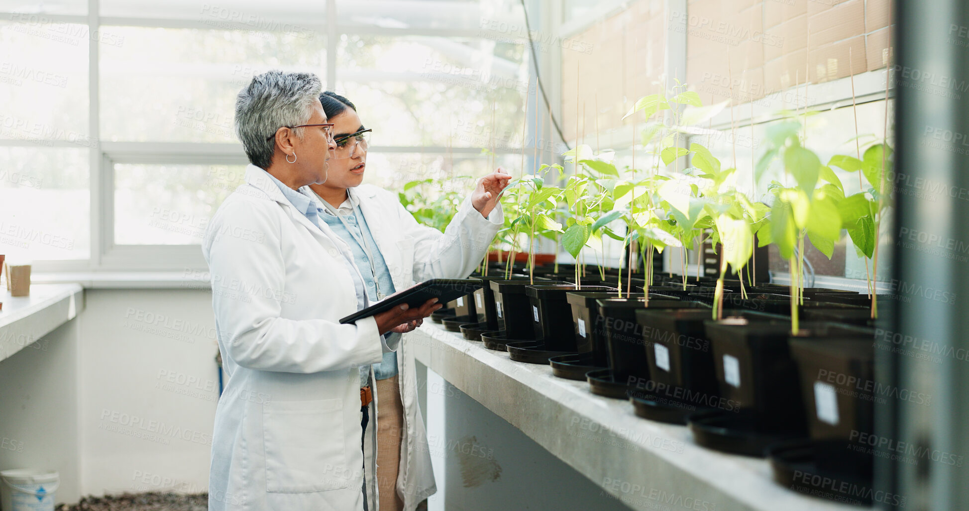 Buy stock photo Science, medical and women with tablet, plants and collaboration with connection, agro or pharmaceuticals. People, employees and researchers with tech, study and app for gmo results and agriculture