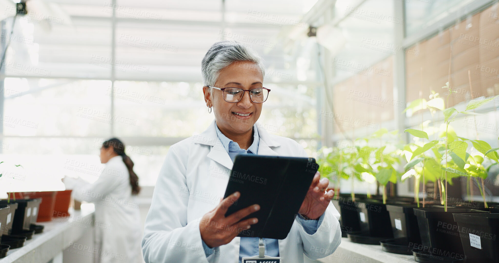 Buy stock photo Happy, woman and science with tablet in greenhouse for biochemistry, research and ecosystem. Scientist, innovation and mature person with tech by plants for ecology, development and climate change