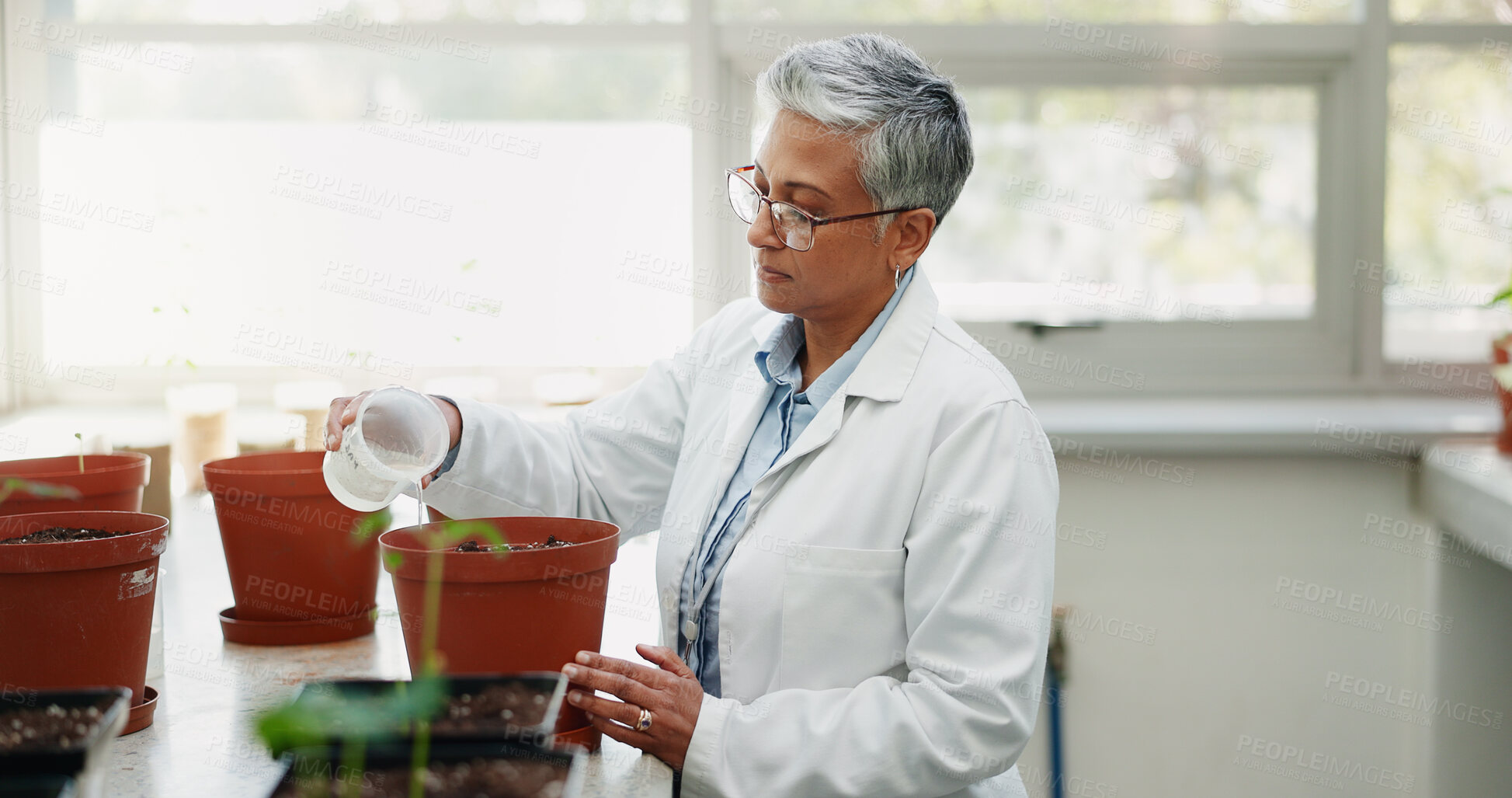 Buy stock photo Mature scientist, woman and water for plant in pot with soil quality experiment with test, process and care in lab. Person, container and chemistry with growth, development and assessment in Canada