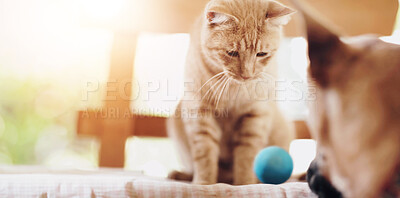 Buy stock photo An adorable ginger tabby sitting on a chair looking down at a German Shepherd