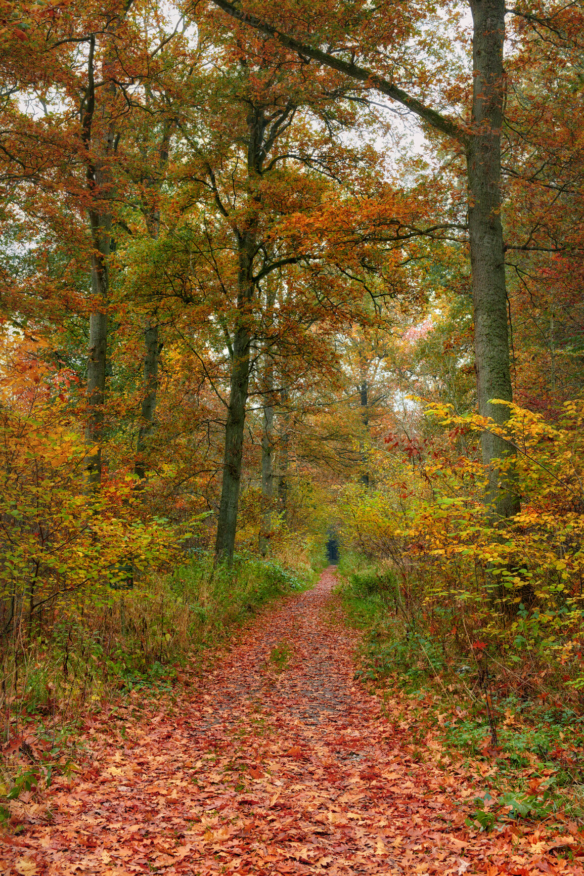 Buy stock photo Autumn, person and path with countryside in colorful, nature and fall season for harmony. Holiday, vacation and travel in meadow, woods and outdoor with forest, peace or calm on adventure in climate