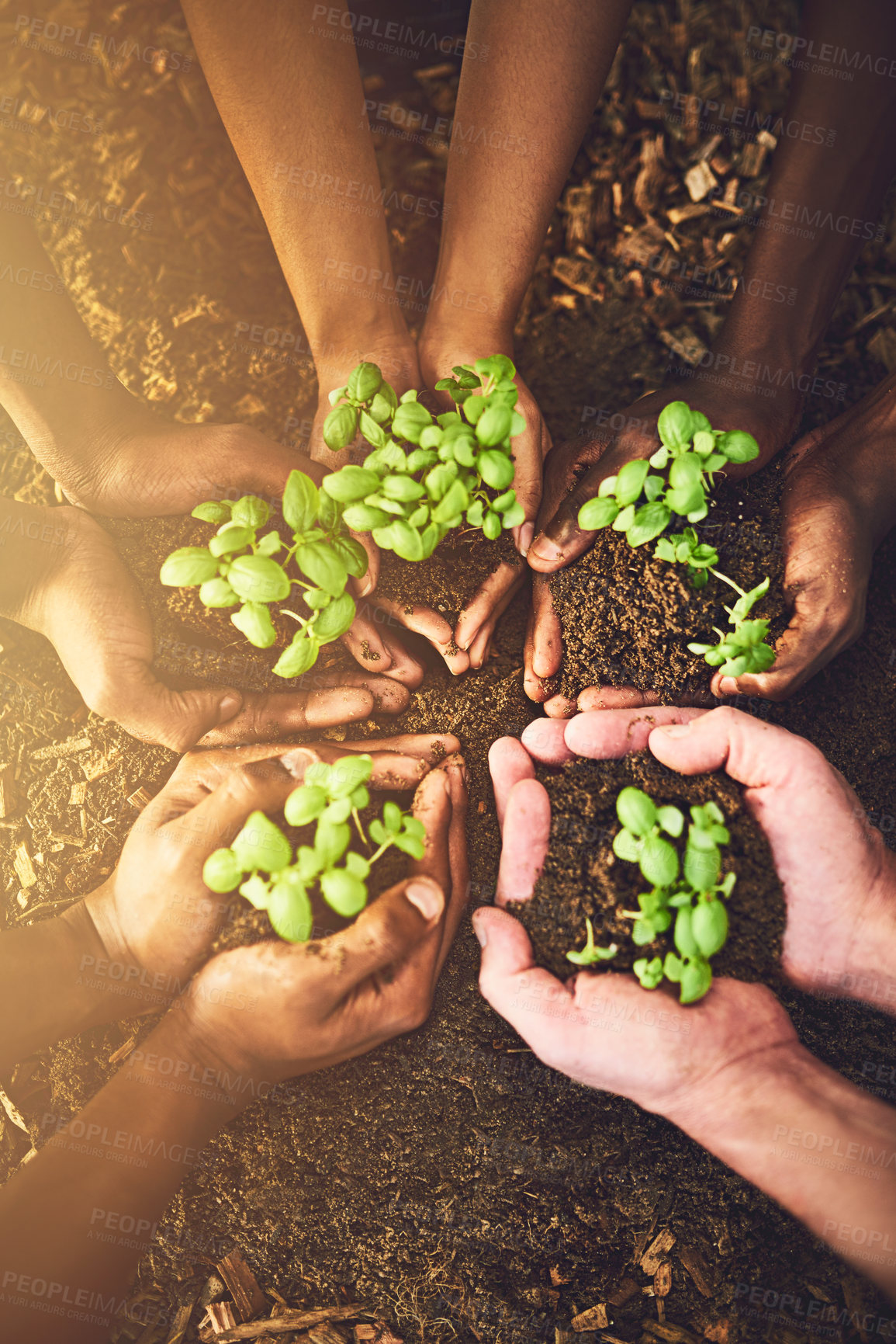 Buy stock photo Closeup, hands and team with plants for eco friendly growth, earth or environment conservation. Group, soil and people with seedling in fingers for climate change or carbon capture outdoor in nature