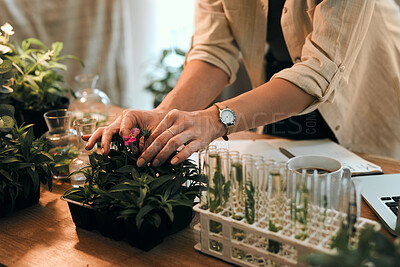 Buy stock photo Flower, woman and hands with plants in home for hydroponic experiment, research and botanical study. Female botanist, closeup and test tubes in greenhouse lab for agriculture, growth and observation.