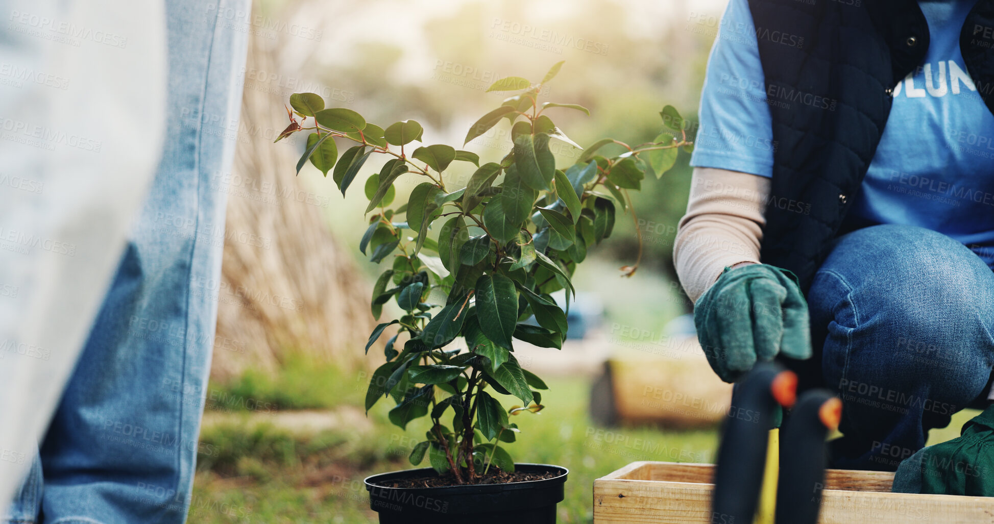 Buy stock photo Nature, soil and people with plant for tree growth, sustainability and eco friendly charity outreach. Gardening, earth day and volunteer group with sprout for environment, ecosystem and ecology