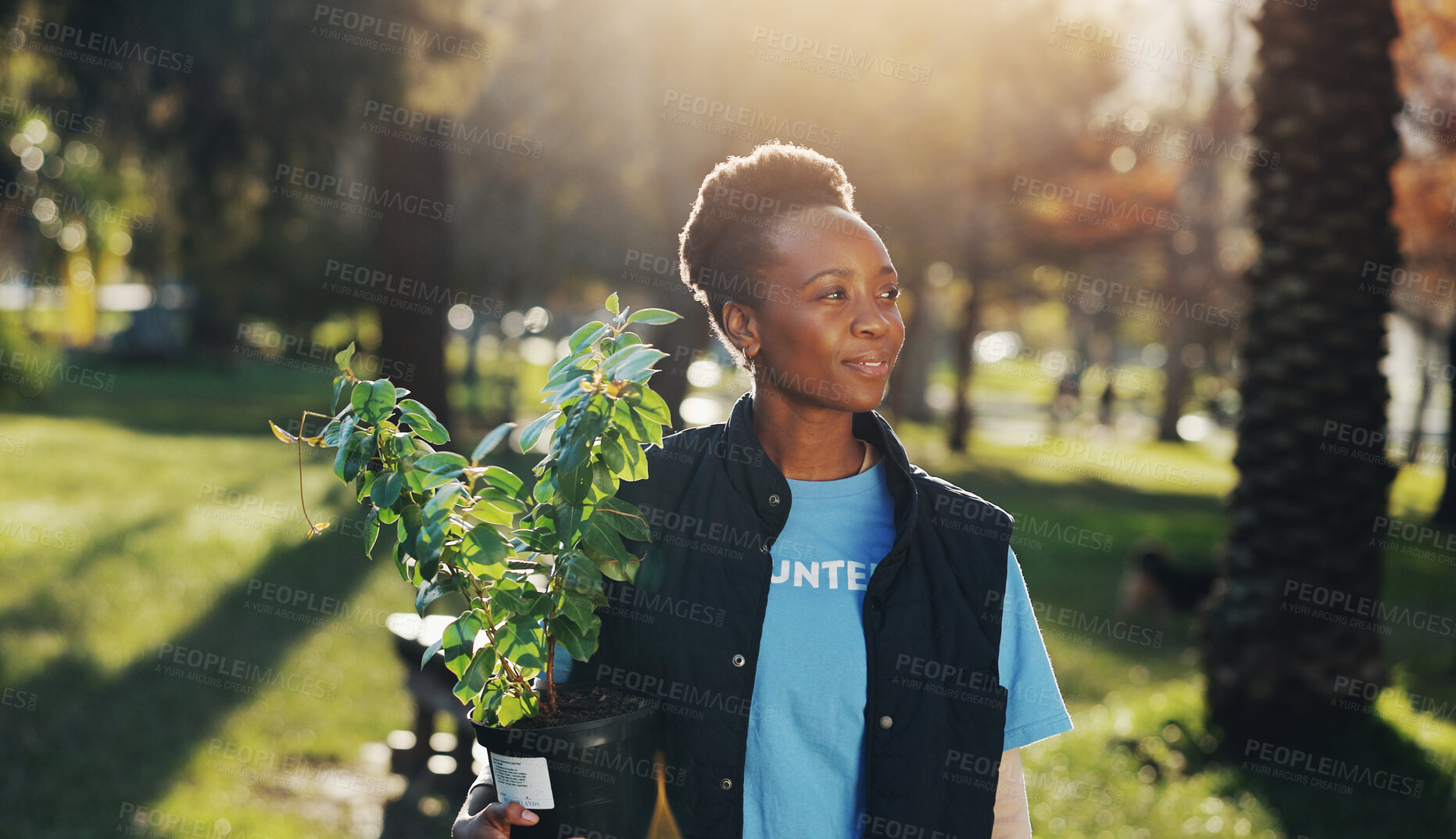 Buy stock photo Help, volunteer and black woman in park with plant for growth, development or support on earth day. Green, woods and girl in nature for sustainability, community service and social responsibility