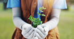 Hands, woman or plants with nature, sustainability or earth day with carbon footprint. Closeup, person or seedling for environment, support or climate change with sapling, new tree life or green leaf