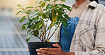 Woman, hands and plant with solar panel for conservation, renewable energy or natural growth on rooftop. Closeup, leaves and gardener with sappling or photovoltaic for eco friendly sustainability