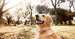 Dog, park and outdoor in nature with training exercise with golden retriever of pet on a lawn. Backyard, happy and break with calm animal in grass on the weekend with rest and carefree in autumn