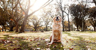 Buy stock photo Dog, park and outdoor in nature with play or training with golden retriever of pet on a lawn. Backyard, happy and break with calm animal in grass on the weekend with rest and carefree in autumn