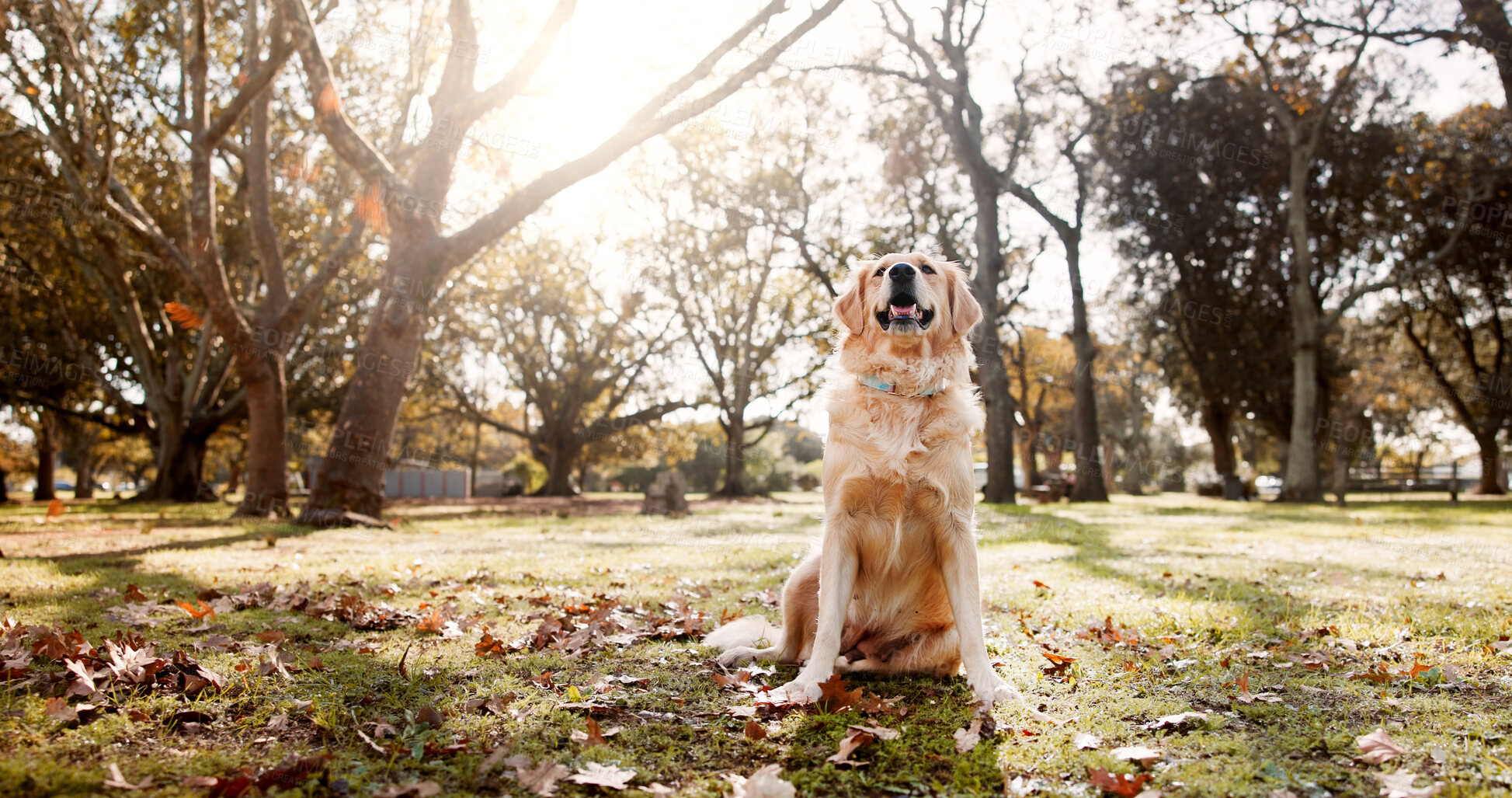 Buy stock photo Dog, park and outdoor in nature with play or training with golden retriever of pet on a lawn. Backyard, happy and break with calm animal in grass on the weekend with rest and carefree in autumn