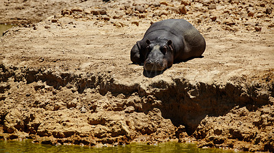 Buy stock photo Animal, wildlife and hippo sleeping by water in safari for conservation, environment and savannah. Nature, natural habitat and herbivore for tourism, adventure and biodiversity in national park