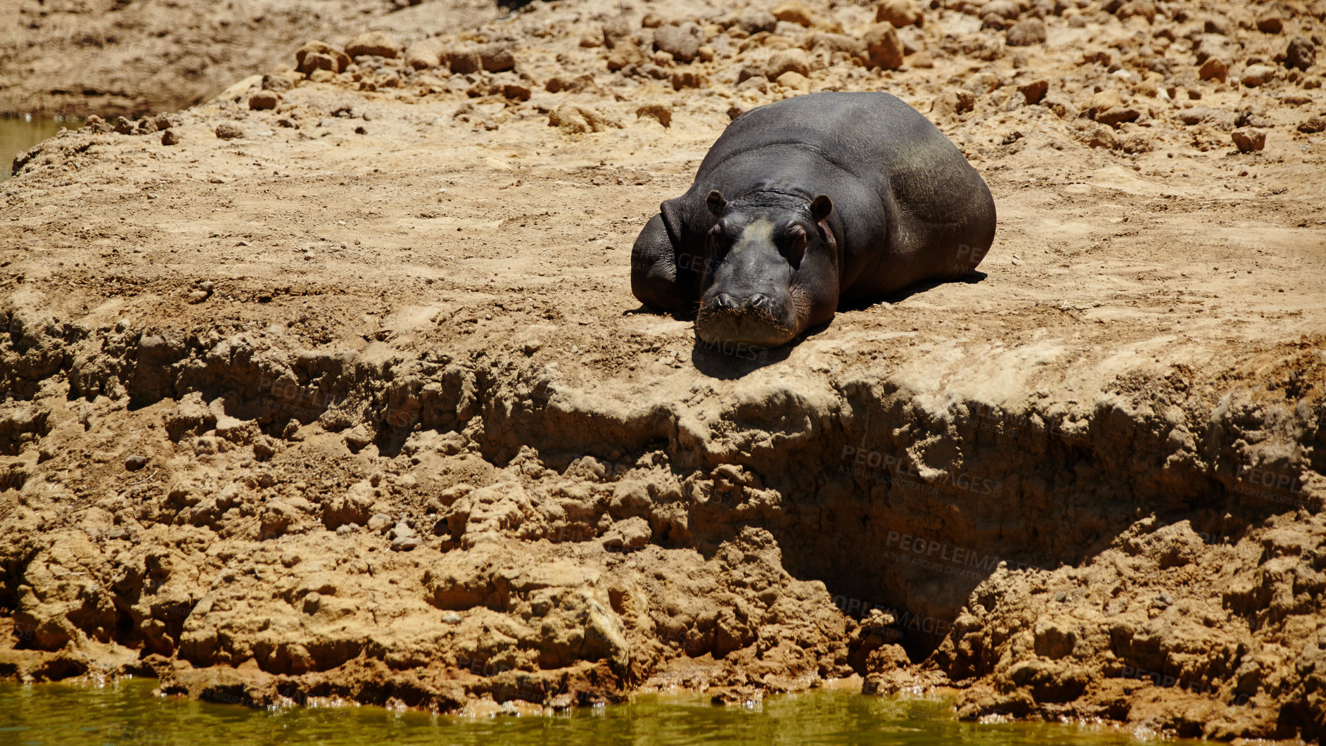 Buy stock photo Animal, wildlife and hippo sleeping by water in safari for conservation, environment and savannah. Nature, natural habitat and herbivore for tourism, adventure and biodiversity in national park