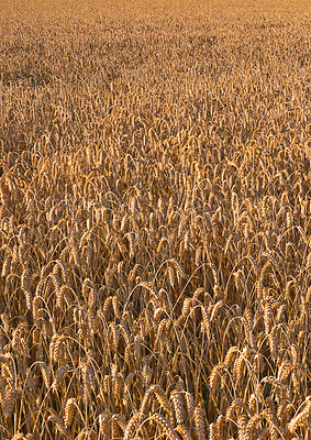 Buy stock photo Wheat, field and texture in background with nature, agriculture and food growth in sustainability aesthetic space. Grain, plants and natural outdoor pattern on agro farm with countryside wallpaper