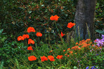 Nature, bush and flowers with leaves in garden for botany, floriculture and colorful blossom. Growth, season and orange poppy petals, floral and plants for outdoor field landscape in spring.