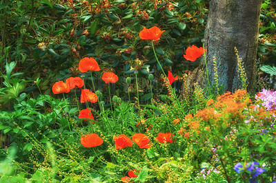 Buy stock photo Nature, garden and orange flowers in environment with leaves for eco friendly, growth and destination. Outdoor, greenery and poppy floral plants with petals with for horticulture in park or field.