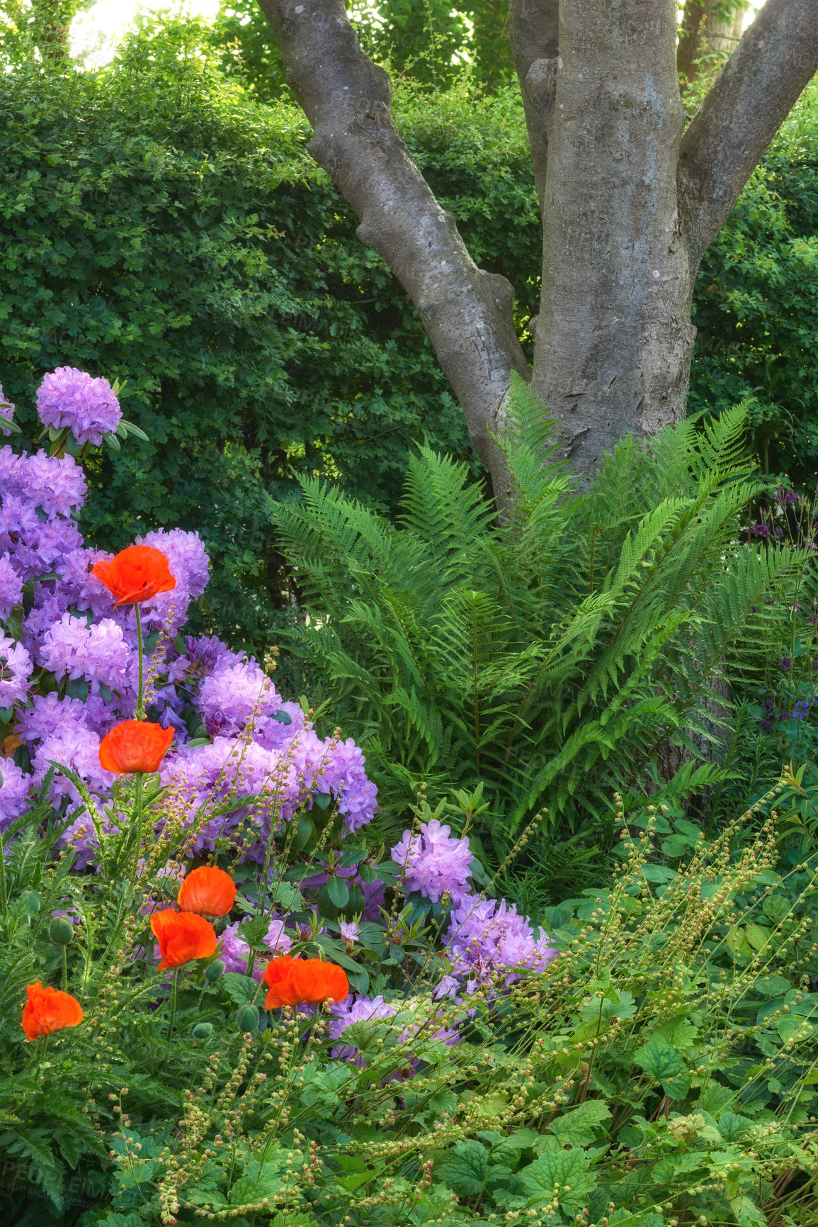 Buy stock photo Outdoor, environment and nature with plants in summer for eco friendly, blossom and natural botany. Garden, greenery and floral flowers with leaves for ecology, sustainability and growth in morning