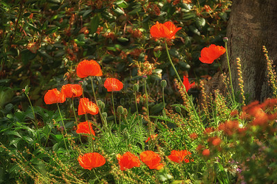 Buy stock photo Environment, nature and forest with poppy in field for sustainability, growth and spring season. Conservation, eco friendly and blossom with plants in park for botany, ecosystem and garden meadow